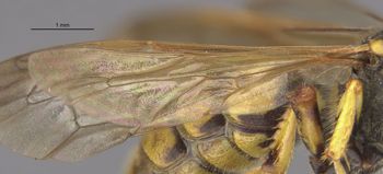 Media type: image;   Entomology 23547 Aspect: Wing hind